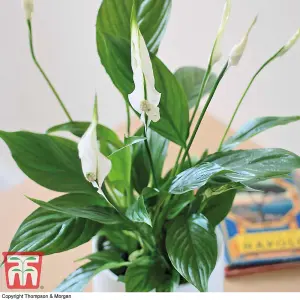 Peace Lily Houseplant 'Air So Pure' - Potted Plant (12cm Pot) x 1