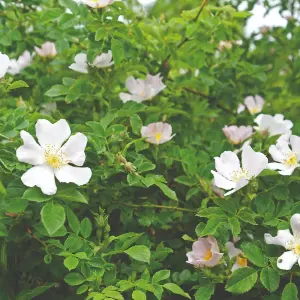 Hedge Dog Rose (Rosa canina) 1 Bare Root Plant