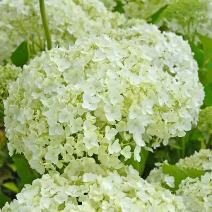 Hydrangea Anomala Petiolaris 2 Litre Potted Plant x 1