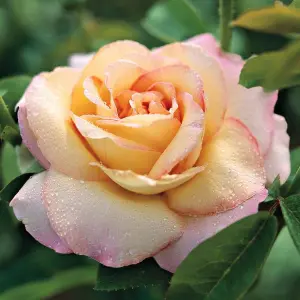 Rose Bush 'Peace' - Two-Toned Hybrid Tea Scented Rose Bush in 3 Litre Pot