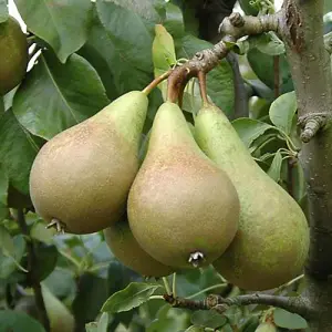 Complete 6 Tree Mini Orchard Braeburn Apple, Victoria Plum, Stella Cherry, Bramley Apple, Redhaven Peach & Conference Pear