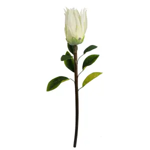 Pack of 6 x 65cm Protea Sugarbush Flower Stem - White