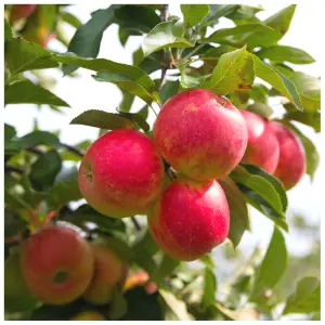 Elstar Apple Tree, 5-6ft Tall, Ready to Fruit,Sweet Crunchy Dessert Apple