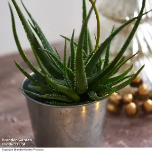 Gift Aloe Safari Sunrise 13cm in Zinc Pot x 1