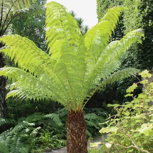 Tree Fern Dicksonia antarctica in a 17cm Pot - Garden Ready Potted Tree Ferns for Gardens and Homes - Exotic Plants for UK Gardens