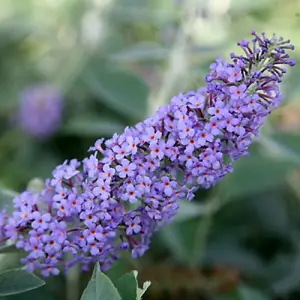 Buddleia Lochinch - Upright Purple Flowers, Hardy Shrub, Low Maintenance (20-30cm Height Including Pot)