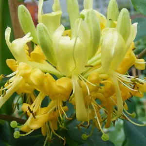 Honeysuckle Lonicera Scentsation 3 Litre Potted Plant x 2