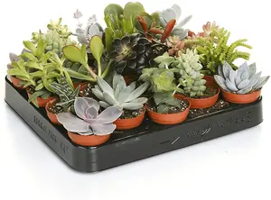 3 Mixed Succulent Plants in 5.5cm Pots - House Indoor Plant