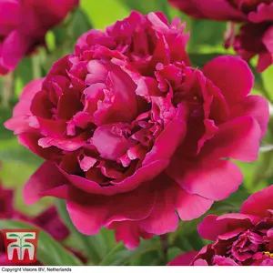 Pink Peony 'Karl Rosenfield' 1 Bare Root Plant