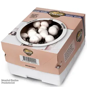 Gift Mushroom Windowsill Kit White 7.5 Litre Prepack x 1