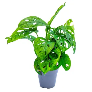 House Plant - Monstera - Monkey Mask - 17 cm (Free Pot Hanger) Pot size - 20-30 cm Tall - Monstera Adansonii - Indoor Plant