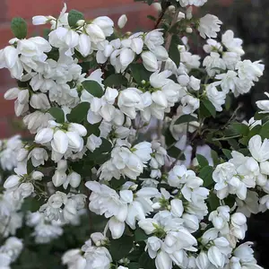 Dwarf Fragrant Beauties Collection - Set Of 3 Plants In 9cm Pots