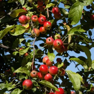 Malus Gorgeous Tree - Crab Apple Tree, Pinkish-White Spring Blossoms, Low Maintenance (5-6ft)