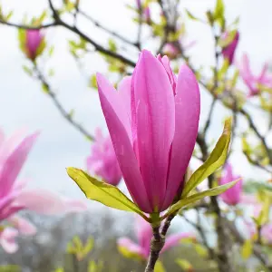 YouGarden Magnolia 'Susan' Standard Tree in 3L Pot, Approximately 80-90cm Tall, Gift Wrapped in Brown Hessian Bag with Green Fabri