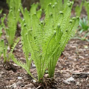 Shuttlecock Fern Matteuccia Struthiopteris Outdoor Ferns Jungle Plant 2L Pot