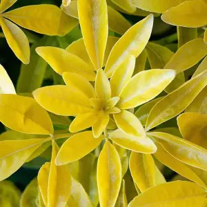 Choisya Sundance in 9cm Pot - Mexican Orange Blossom - Aromatic Evergreen Shrub