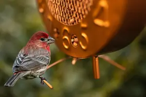 Garden Clock Hanging Bird Feeder - Copper Effect