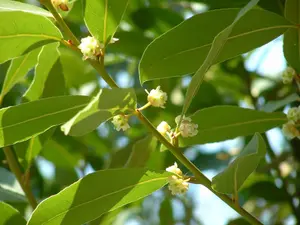 Bay Laurel Herb Plant in 12cm Pot - Laurus Nobilis for Culinary Use