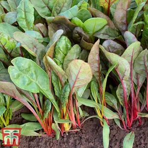 Swiss chard Celebration 1 Seed Packet (200 Seeds)