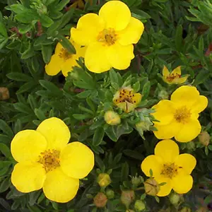 Potentilla Goldfinger Garden Plant - Yellow Flowers, Compact Size, Hardy (15-30cm Height Including Pot)