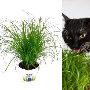 1 x Cat Grass Zumula Living Plant in 13cm Pot - Growing Plant NOT SEED