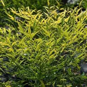 Nandina Brightlight Garden Plant - Vibrant Foliage, Compact Size, Hardy (15-30cm Height Including Pot)