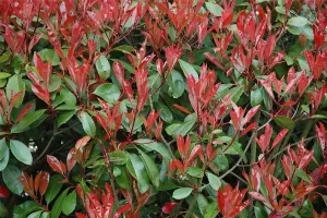 Photinia Carre Rouge Red Robin Plant Extra Large 2-3ft Tall in a 7.5 Litre Pot