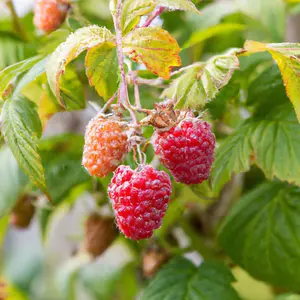 Lincolnshire Fruits Malling Jewel Potted 7 Litre (Raspberry)