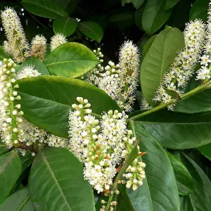 10 x Cherry Laurel Hedging Plant in 3L Pots - 60-80cm Evergreen Foliaged Winter Hardy Prunus laurocerasus Rotundifolia Shrubs