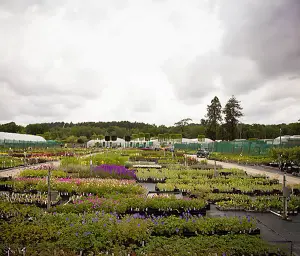 Big Blue Lily-Turf Perennials Flowering Plants Liriope Muscari 2L Pot