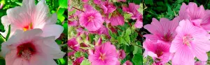 3 Large Mixed Lavatera Flowering Mallow Shrubs Plants in 3 Litre Pots