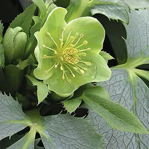 Helleborus Silver Lace in 9cm Pot - Christmas Rose Plant Ready to Plant