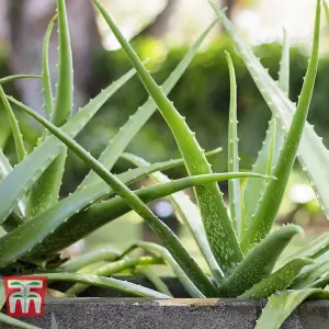 Aloe Vera Houseplant -  15cm Potted Plant x 1 + 30ml Incredifeed House Plant Drip Feeder