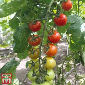 Tomato Rubylicious 1 Seed Packet  (20 Seeds)