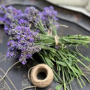 2 x Lavender Hidcote Plants - English Lavender Bush in a 13cm Pot Ready to Plant