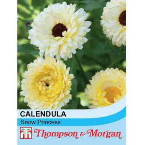 Calendula Snow Princess 1 Seed Packet (50 Seeds)