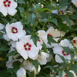 Hibiscus Red Heart Garden Plant - Striking White Blooms with Red Center (15-30cm Height Including Pot)