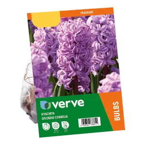 Hyacinth Splendid Cornelia 3 Flower bulbs