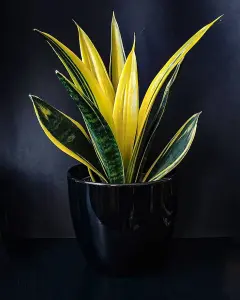 Sansevieria Snake Plant - Mother in Laws Tongue Plant - 20-30cm in Height