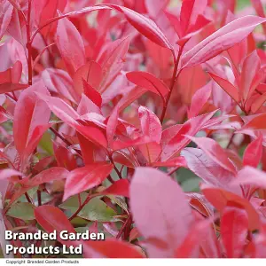 Hardy Shrub - Photinia Red Robin Standard Tree -3 Litre Potted Plant x 4 - Ready to Plant in Pots, Containers and Gardens