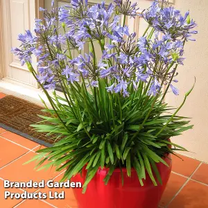 Agapanthus Blue Storm 9cm Potted Plantx 1