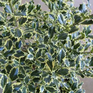 Ilex Argentea Marginata Garden Plant - Variegated Foliage, Compact Size (20-30cm Height Including Pot)