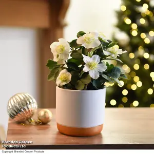 Gift Helleborus Christmas Carol 12cm Pot x 3