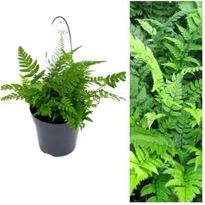 2 x Polystichum Tsus-Simense Fern Plant - Korean Rock Fern Outdoor Fern - 13cm