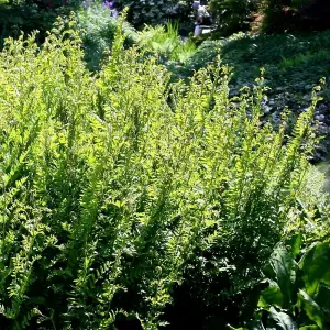 Royal Fern Osmunda Regalis Hardy Outdoor Ferns Jungle Plant 2L Pot