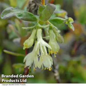 Honeyberry (Lonicera) Kamtschatica Caerulea 9cm Potted Plant x 1