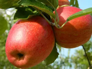 Direct Plants Dwarf Patio Braeburn Apple Tree 3-4ft Supplied in a 5 Litre Pot