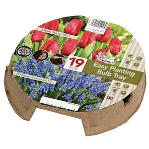 Easy Planting Tray Tulip & Muscari Red & Purple (19 Bulbs) Bee Friendly