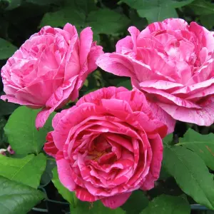 Rose Bush 'Ferdinand Pichard' - Two-Toned Scented Rose Bush in 3 Litre Pot