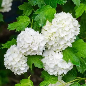 Viburnum Roseum Garden Plant - White Spherical Blooms, Compact Size (20-30cm Height Including Pot)